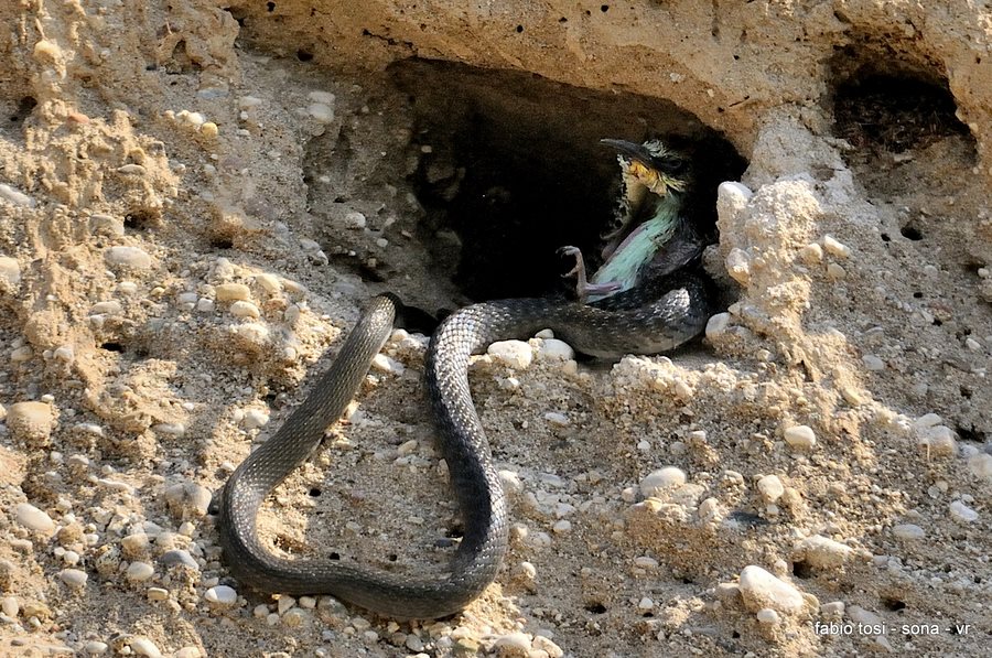 Il caparbio: predazione di biacco (foto-racconto)